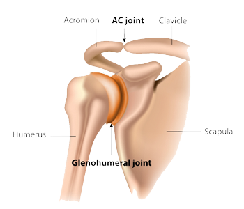 AC Joint Reconstruction and Shoulder Separation